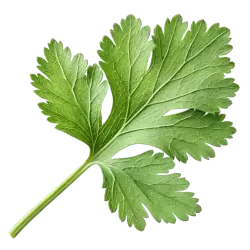 Imagen PNG para descargar